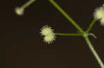 Hairy bedstraw